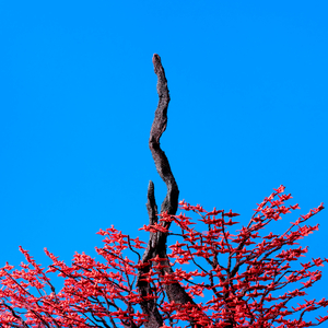 日向花火被爆曹
